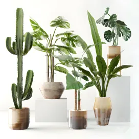 Plants collection